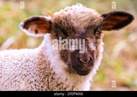 Olfen, NRW, Allemagne. 07e mars 2021. Les agneaux de printemps, avec leur troupeau, profitent du soleil de l'après-midi. Le troupeau de fermes a différentes races, dont Deutsches Schwarzkopfschaf (blackface allemande), Merinolandschaf (Württemberger) et une race alpine du Tyrol. Credit: Imagetraceur/Alamy Live News Banque D'Images