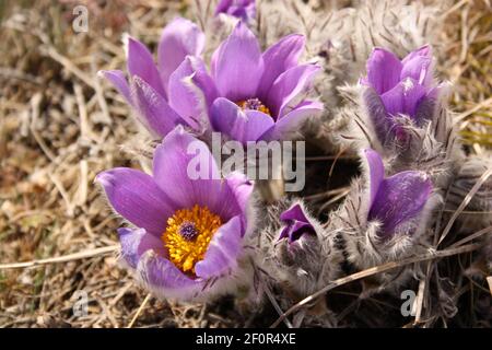 Herbe endormi, ou ver ouvert (Lat. Anemone patens), (Pulsatilla patens) - plante herbacée vivace, la famille des Ranunculaceae (Ranunculaceae). Ou Anemone Banque D'Images