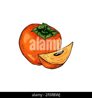 Fruit persimmon dessiné à la main avec une tranche isolée sur fond blanc. Illustration vectorielle dans un style d'esquisse coloré Illustration de Vecteur