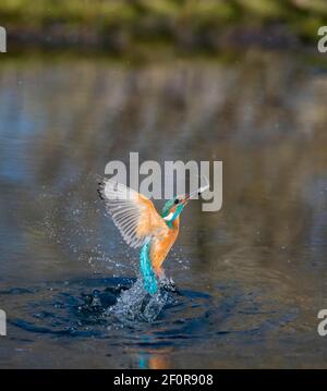 Le kingfisher commun (Alcedo atthis), sort de l'eau après la chasse, Basse-Saxe, Allemagne Banque D'Images