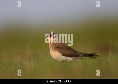 pratincole à col (Glareola pratinola) debout dans le pré, Tulcea, Roumanie Banque D'Images