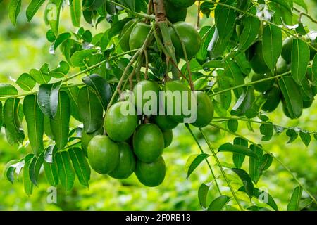 Plum de porc (Spondias Mombin) sur l'arbre, Maurice Banque D'Images