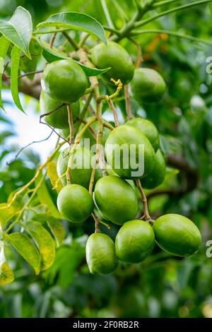 Plum de porc (Spondias Mombin) sur l'arbre, Maurice Banque D'Images