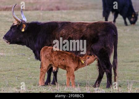 Olfen, NRW, Allemagne. 07e mars 2021. Une vache Heck avec son jeune veau. Le bétail semi-sauvage à l'ancienne Heck, une race robuste qui était à l'origine le résultat d'une tentative par les frères Heck de reproduire les aurochs éteints dans les années 1920 et 30s, se promène dans la prairie et la réserve naturelle appelée Steveraue près de la petite ville d'Olfen. Credit: Imagetraceur/Alamy Live News Banque D'Images