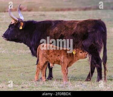 Olfen, NRW, Allemagne. 07e mars 2021. Une vache Heck avec son jeune veau. Les anciens bovins semi-sauvages de Heck, une race robuste qui était à l'origine le résultat d'une tentative des frères de Heck de reproduire les aurochs éteints dans les années 1920 et 30s, se déplacent dans la prairie dans une réserve naturelle appelée Steveraue près de la petite ville d'Olfen. Credit: Imagetraceur/Alamy Live News Banque D'Images