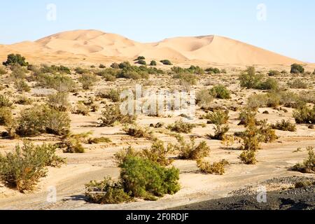 Bush ancien fossile dans le désert du maroc Banque D'Images