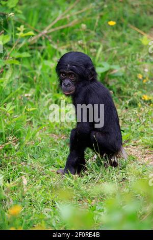 Bonobo, chimpanzé pygmée (Pan paniscus), juvénile, alerte, espèces en voie de disparition, captif Banque D'Images