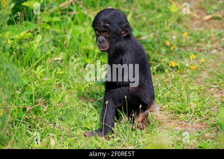 Bonobo, chimpanzé pygmée (Pan paniscus), juvénile, alerte, espèces en voie de disparition, captif Banque D'Images