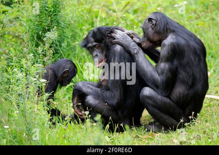 Bonobo, chimpanzé pygmée (Pan paniscus), adulte, femme, mère, jeune, comportement social, toilettage, groupe, alerte, espèces menacées, captif Banque D'Images