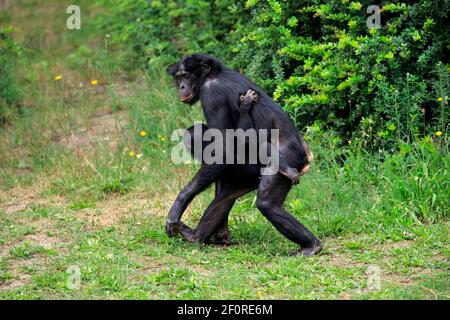 Bonobo, chimpanzé pygmée (Pan paniscus), adulte, femme, mère, jeune, le comportement social, porte des espèces jeunes, en voie de disparition, captives Banque D'Images