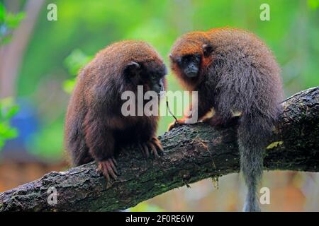 Singe rouge de printemps (Callicebus moloch), adulte Banque D'Images