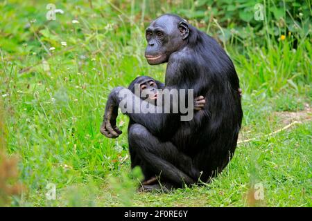 Bonobo, chimpanzé pygmée (paniscus), adulte, femme, mère, jeunes, soins infirmiers, comportement social, espèces en voie de disparition, captifs Banque D'Images