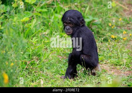 Bonobo, chimpanzé pygmée (Pan paniscus), juvénile, alerte, espèces en voie de disparition, captif Banque D'Images