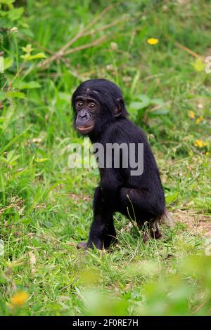 Bonobo, chimpanzé pygmée (Pan paniscus), juvénile, alerte, espèces en voie de disparition, captif Banque D'Images