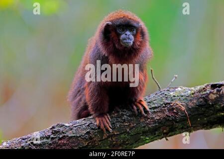 Singe rouge de printemps (Callicebus moloch), adulte Banque D'Images