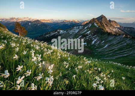 Prairie avec jonquilles blanches (Narcissus radiiflorus) sur une colline, montagnes d'arrière-plan, canton de Fribourg, Suisse Banque D'Images