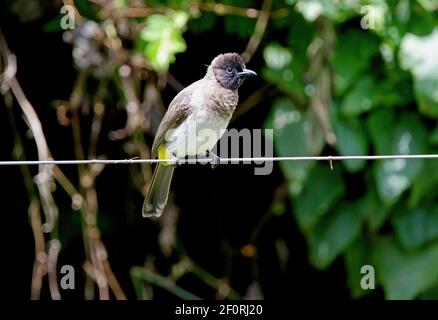 Bulbul commun (Pycnonotus tricolor) adulte perché sur le lac de Wire Naivasha, Kenya Octobre Banque D'Images