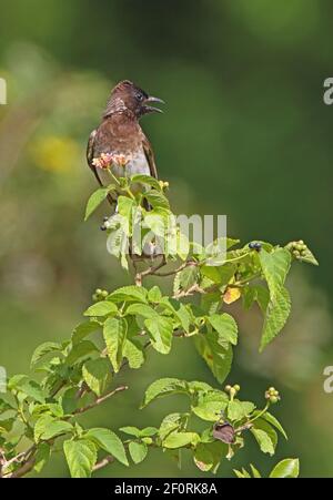 Bulbul commun (Pycnonotus tricolor) Adulte perché appelant sur le Bush de Lantana au Kenya Novembre Banque D'Images