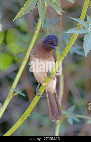 Bulbul commun (Pycnonotus tricolor) adulte perché sur une tige basse en Éthiopie Avril Banque D'Images