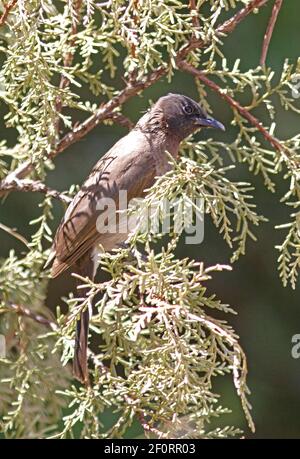 Bulbul commun (Pycnonotus tricolor) adulte perché dans le Bush éthiopien Avril Banque D'Images