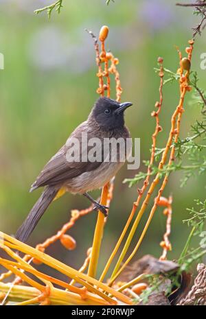 Bulbul commun (Pycnonotus tricolor) adulte se nourrissant sur les palmeraies des montagnes de balles, Éthiopie Avril Banque D'Images