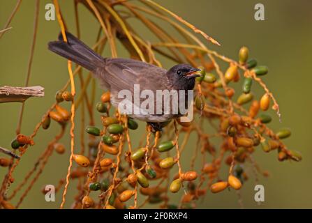 Bulbul commun (Pycnonotus tricolor) adulte se nourrissant sur les palmeraies des montagnes de balles, Éthiopie Avril Banque D'Images