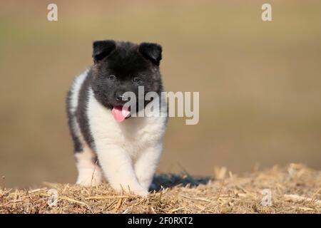 Chiot Akita américain (Canis lupus familiaris), debout dans la paille, Rhénanie-Palatinat, Allemagne Banque D'Images