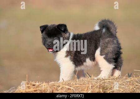 Chiot Akita américain (Canis lupus familiaris), debout dans la paille, Rhénanie-Palatinat, Allemagne Banque D'Images
