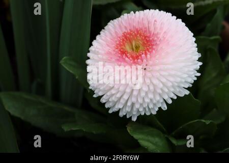 Bellis perennis pomponette «Bellissima Rose Bicolor» Bellis bicolor – fleurs rondes roses et blanches aux pétales de la quintette, mars, Angleterre, Royaume-Uni Banque D'Images