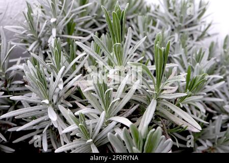 Lavendula dentata lavande frangée – feuilles de lavande à franges épaisses, mars, Angleterre, Royaume-Uni Banque D'Images