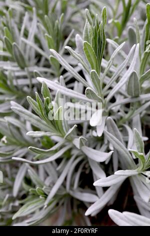 Lavendula dentata lavande frangée – feuilles de lavande à franges épaisses, mars, Angleterre, Royaume-Uni Banque D'Images