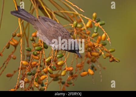 Bulbul commun (Pycnonotus tricolor) adulte se nourrissant sur les palmeraies des montagnes de balles, Éthiopie Avril Banque D'Images