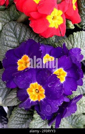 Primula polyanthus «Crescendo Blue» et «Crescendo Bright Red» primroses bleues et rouges à centre jaune, mars, Angleterre, Royaume-Uni Banque D'Images