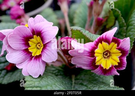 Primula vulgaris ‘Rambo Applebloom’ primroses lilas avec halo rouge profond, mars, Angleterre, Royaume-Uni Banque D'Images