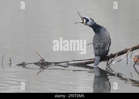 Grand cormoran (Phalacrocorax carbo) assis sur branche avec bec ouvert, Hesse, Allemagne assis sur branche dans l'eau avec bec ouvert, Hesse, Allemagne Banque D'Images
