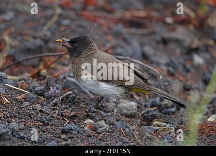 Bulbul commun (Pycnonotus tricolor) adulte se nourrissant de fruits tombés dans les montagnes Ground Bale, Éthiopie Avril Banque D'Images