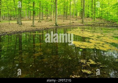Forêt vierge avec étang au printemps, Forêt de Grumsin, Forêt de Beech, classée au patrimoine mondial de l'UNESCO Grumsin, Brandebourg, Allemagne Banque D'Images