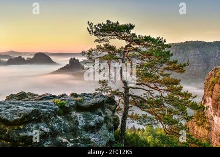 Vue depuis Kleiner Winterberg au lever du soleil, brouillard matinal, pin rocailleux, montagnes de grès d'Elbe, Parc national de la Suisse saxonne, Saxe, Allemagne Banque D'Images