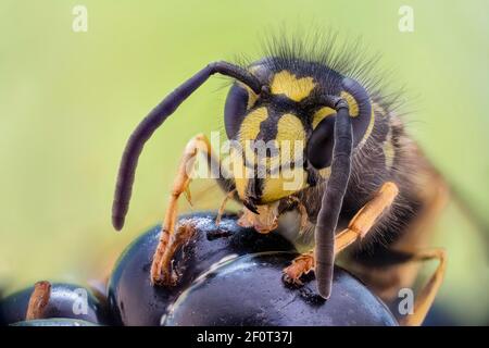 Guêpe commune (Vespula vulgaris) sur blackberry, Hanovre, Basse-Saxe, Allemagne Banque D'Images