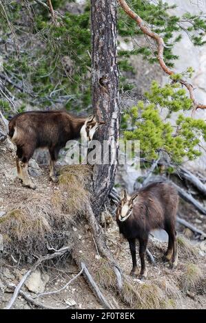 Chamois (Rupicapra rupicapra) avec fauve debout près d'un pin, Tyrol, Autriche Banque D'Images