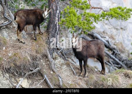 Chamois (Rupicapra rupicapra) avec fauve debout par un pin sur un précipice, Tyrol, Autriche Banque D'Images