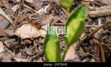 Travailleurs fourrés de bois rouge dans le détail de colonie avec des morceaux d'écorce de bois. Formica rufa. Gros plan de feuilles vertes de printemps floues dans un nid d'insecte social bénéfique. Banque D'Images