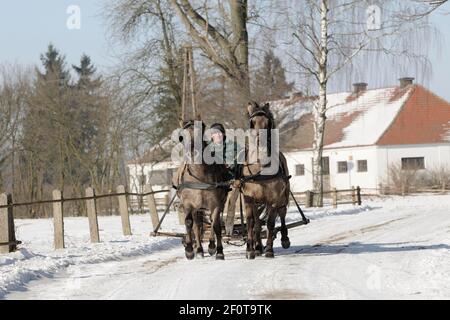 Luge avec des chevaux Konik, Janow Podlaski Stud Farm, Pologne Banque D'Images