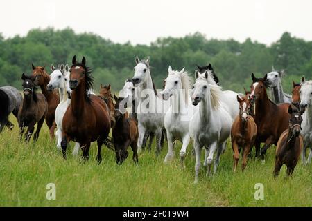 Pur-sang arabe, mares et foals gallop à travers le pâturage Banque D'Images
