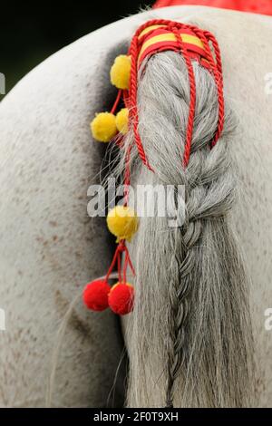 Queue de cheval de race arabe, tressée et décorée, cheval gris Banque D'Images