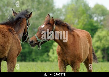 Pur-sang arabe, deux foals jouent dans le pâturage Banque D'Images