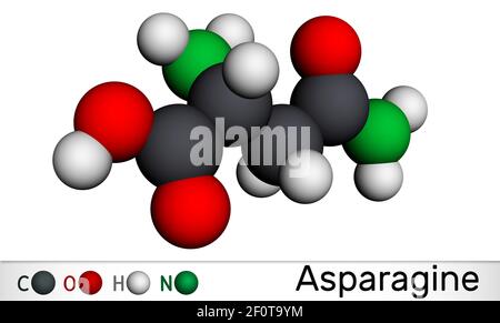 Asparagine, L-asparagine, molécule ASN. Il s'agit d'acide aminé non essentiel, utilisé dans la biosynthèse des protéines. Modèle moléculaire. Rendu 3D. 3D illus Banque D'Images