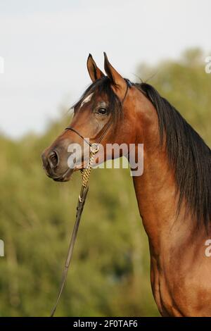 Pur-sang arabe, jument avec halter spectacle Banque D'Images