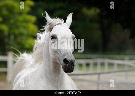 Pur-sang arabe, jument gris galopant, portrait Banque D'Images