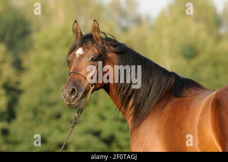 Pur-sang arabe, jument avec halter spectacle Banque D'Images